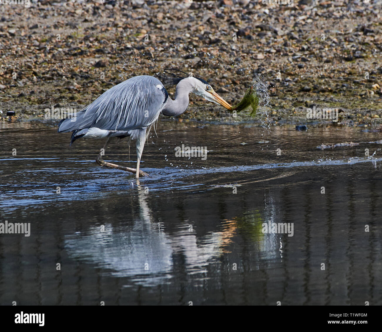 Heron catture il worm. Immagine di azione dell'uccello che separa le alghe dalla sua preda. Riflesso nel estuario ancora l'acqua. Foto Stock