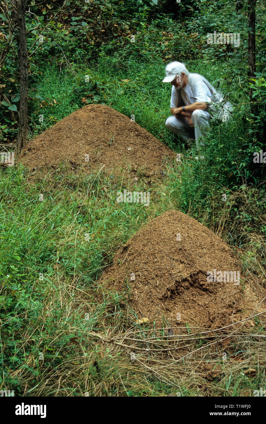 Nidi di Allegheny mound formiche (Formica exsectoides). Grandi tumuli sono fatti di suolo scavato da terra e spesso coperto con parti di pianta. Tumuli ar Foto Stock