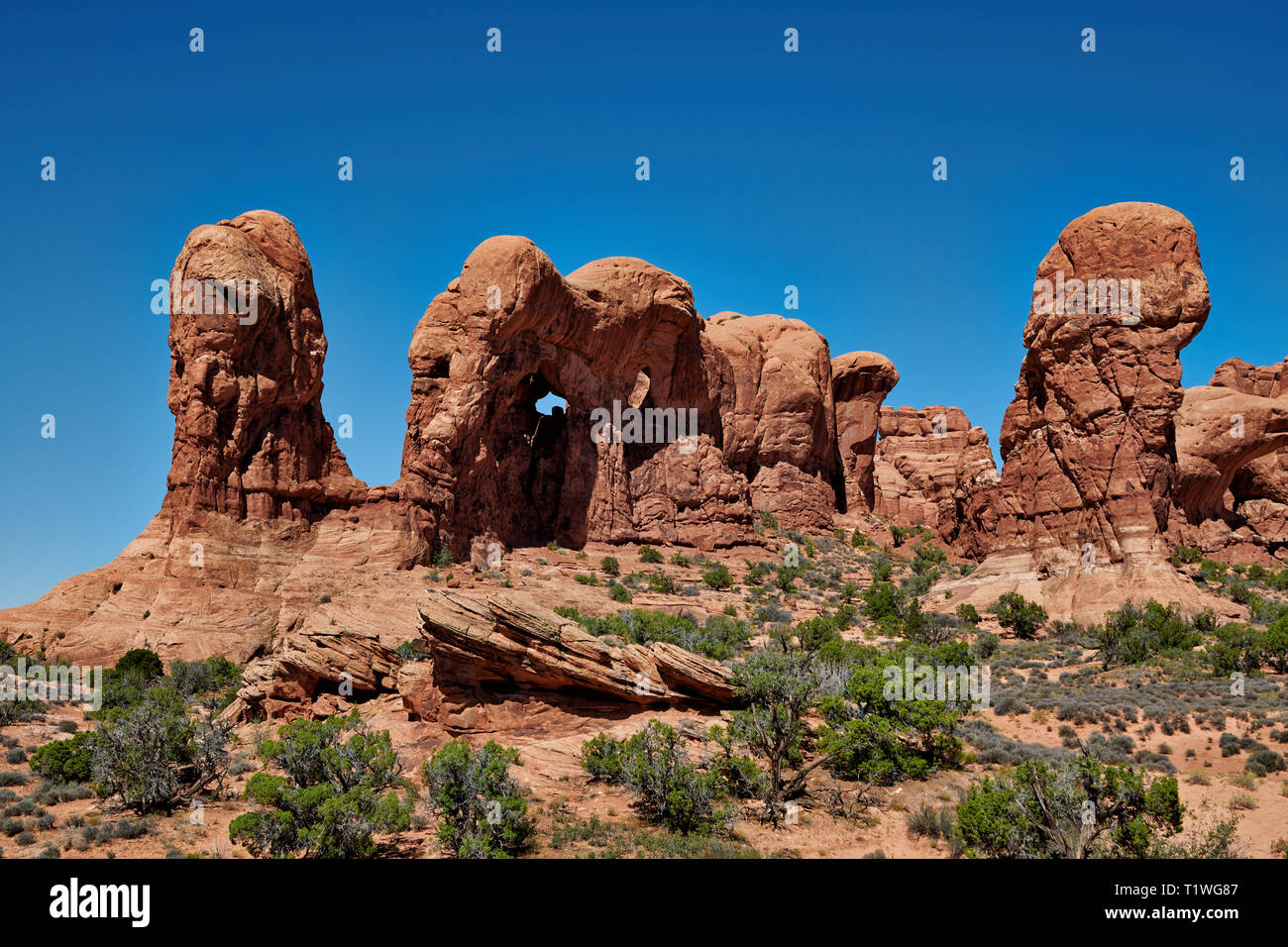Sfilata di elefanti, Arches-National-Park, Moab, Utah, USA, America del Nord Foto Stock
