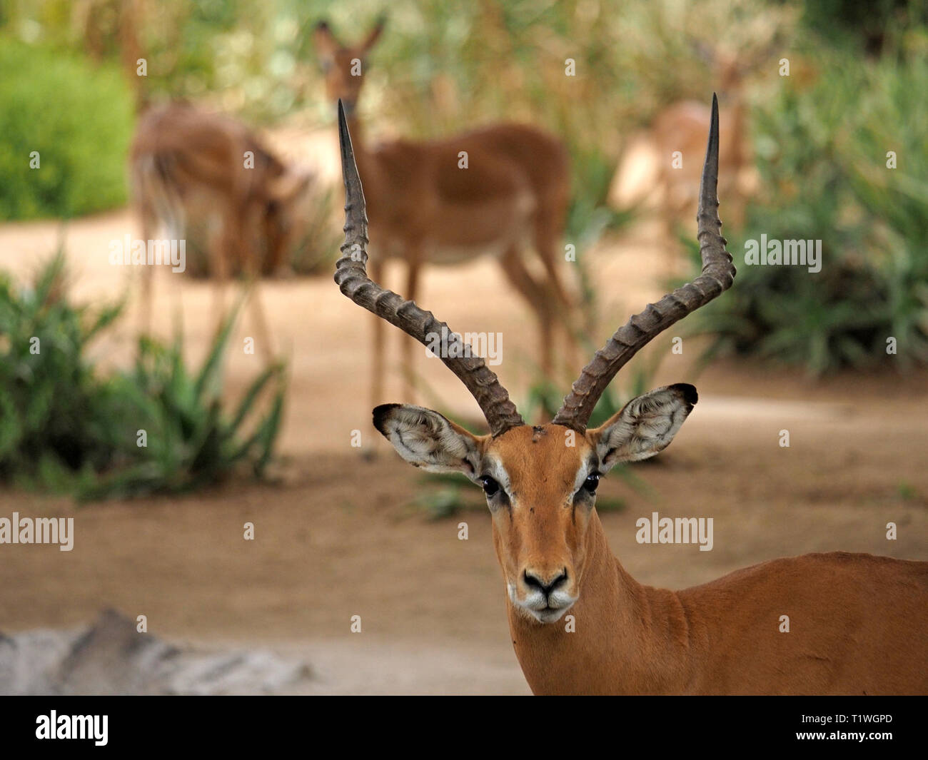 Impala (Aepyceros melampus) un antilope (Swahili - SWALA PALA) con impressionante di corna di guardia harem di femmine- parco nazionale orientale di Tsavo Kenya, Africa Foto Stock