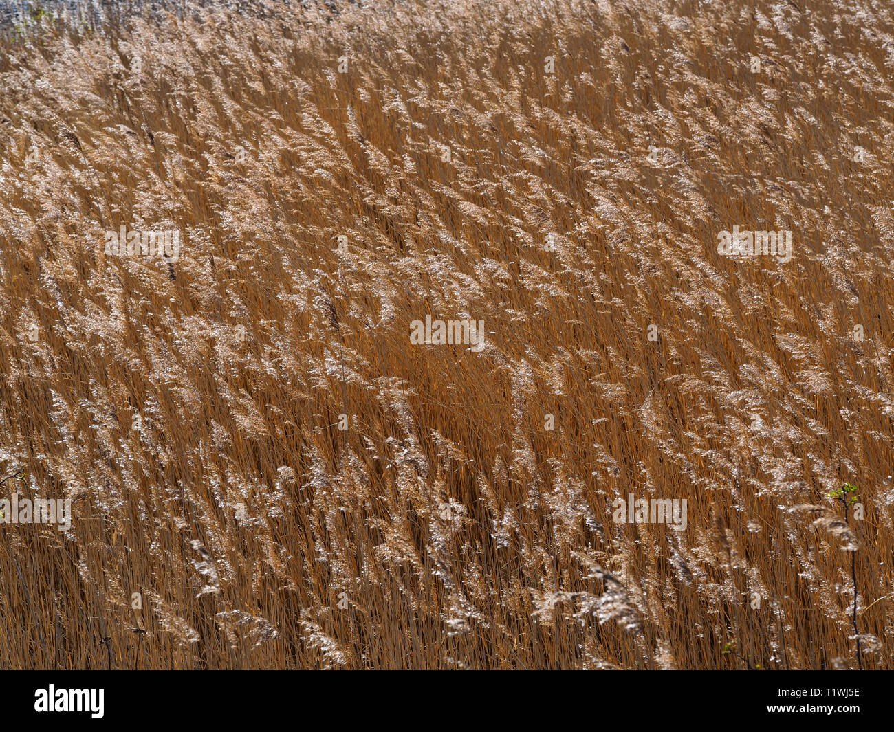 Golden reeds soffia nella brezza a Fairburn Ings Riserva Naturale, West Yorkshire, Inghilterra Foto Stock