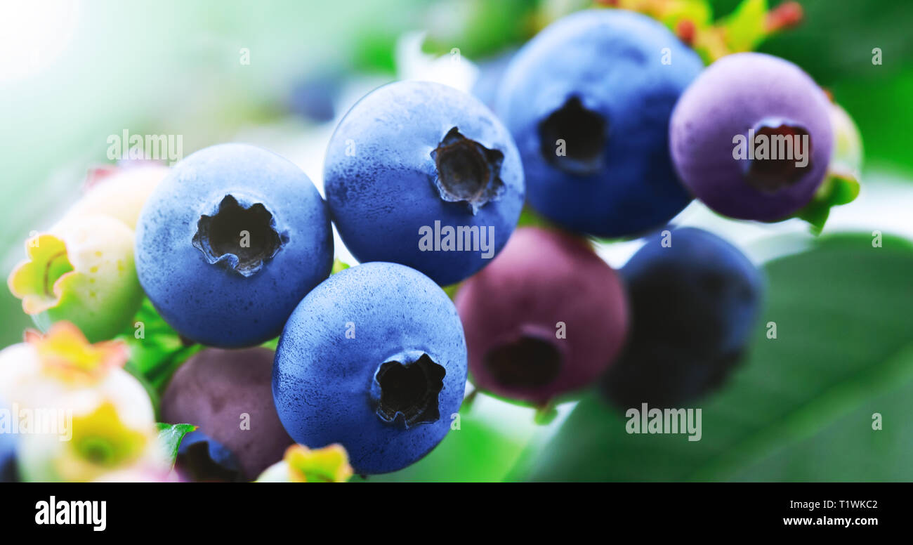 Mirtillo succursale con blu di mirtilli maturi. Delizioso e sano frutti di bosco. Campo di mirtilli, frutteto o in giardino nella stagione estiva. Materie e succosa fru Foto Stock