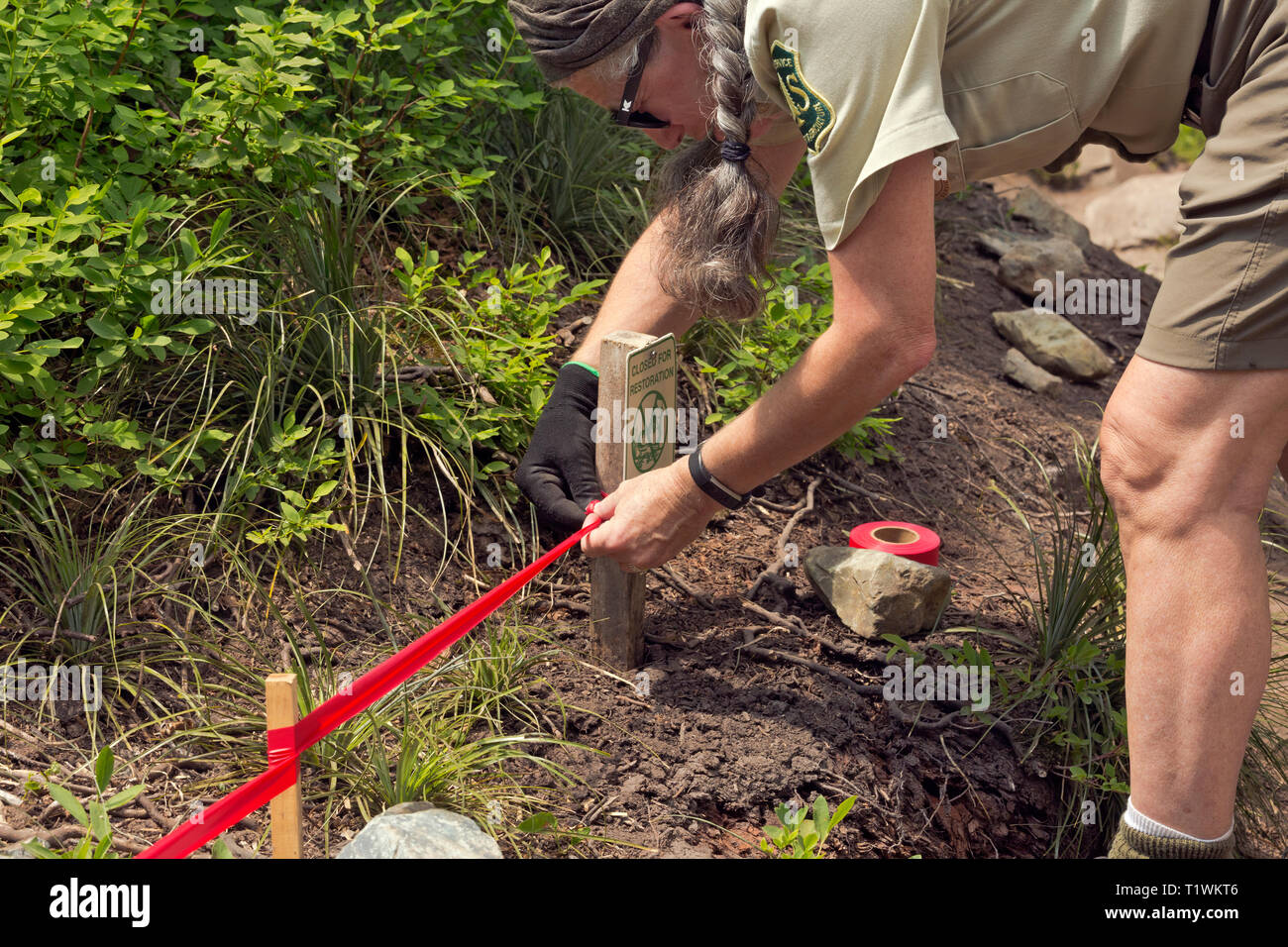 WA16066-00...WASHINGTON - Foresta Servizio Volontario di Ellen Jane Seymour costruisce una recinzione bassa per mantenere gli escursionisti da calpestare più vegetazione lungo la S Foto Stock