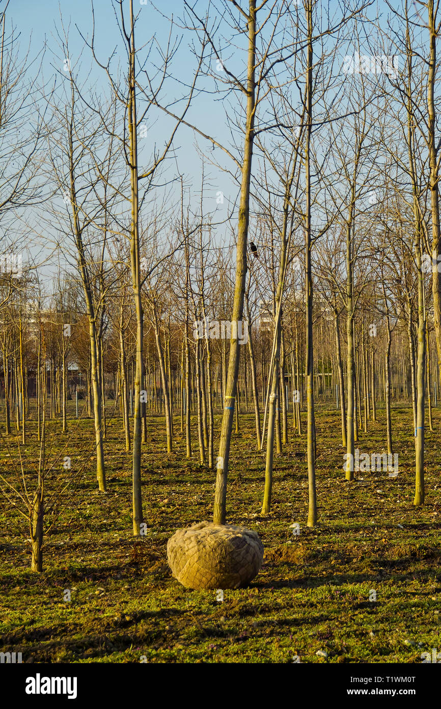 Tree Nursery con albero giovane con root balla prima del trasporto Foto Stock