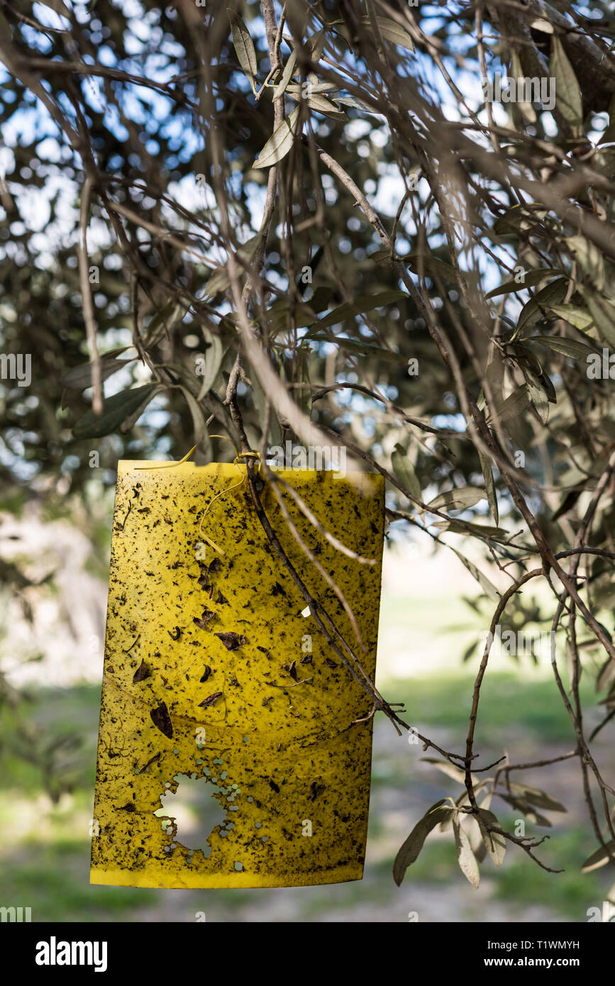 Giallo fly carta trappola su alberi di olivo Foto Stock