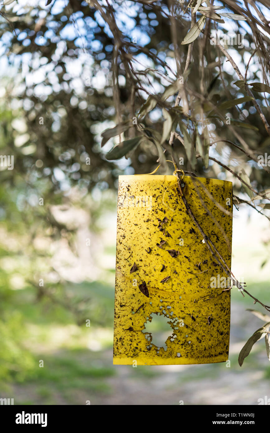 Giallo fly carta trappola su alberi di olivo Foto Stock