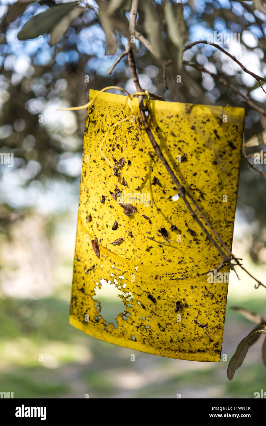 Giallo fly carta trappola su alberi di olivo Foto Stock