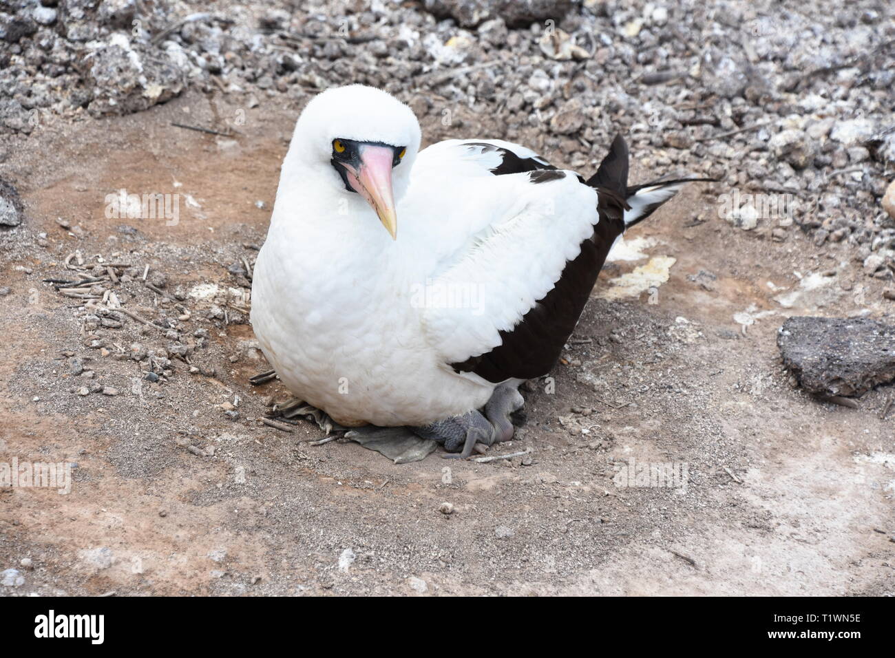 Nazca booby bird Sula granti seduta nel nido di riscaldamento di pollo di piccole dimensioni Foto Stock