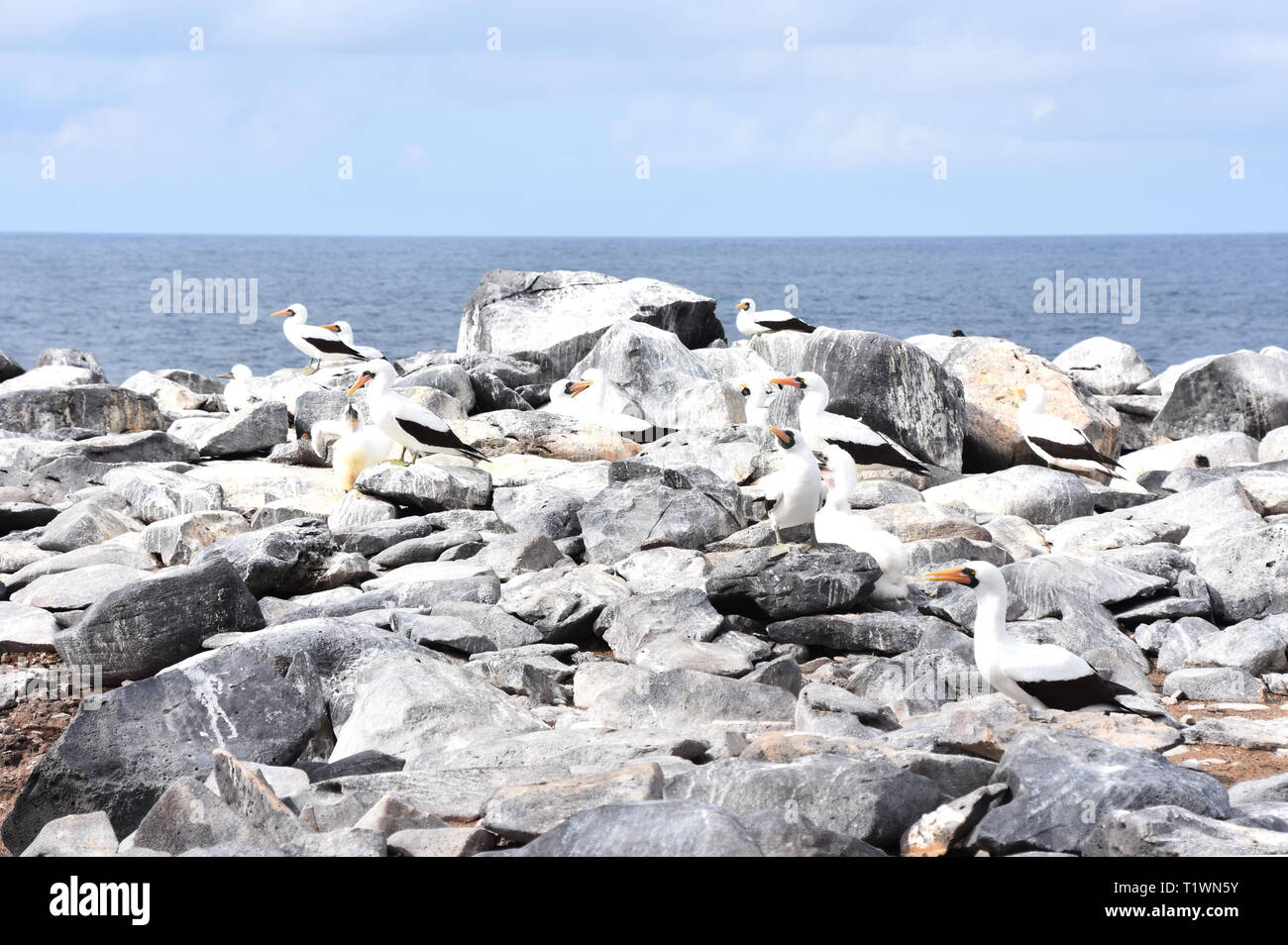 Colonia di Nazca booby bird Sula granti sulle rocce vicino al mare Foto Stock
