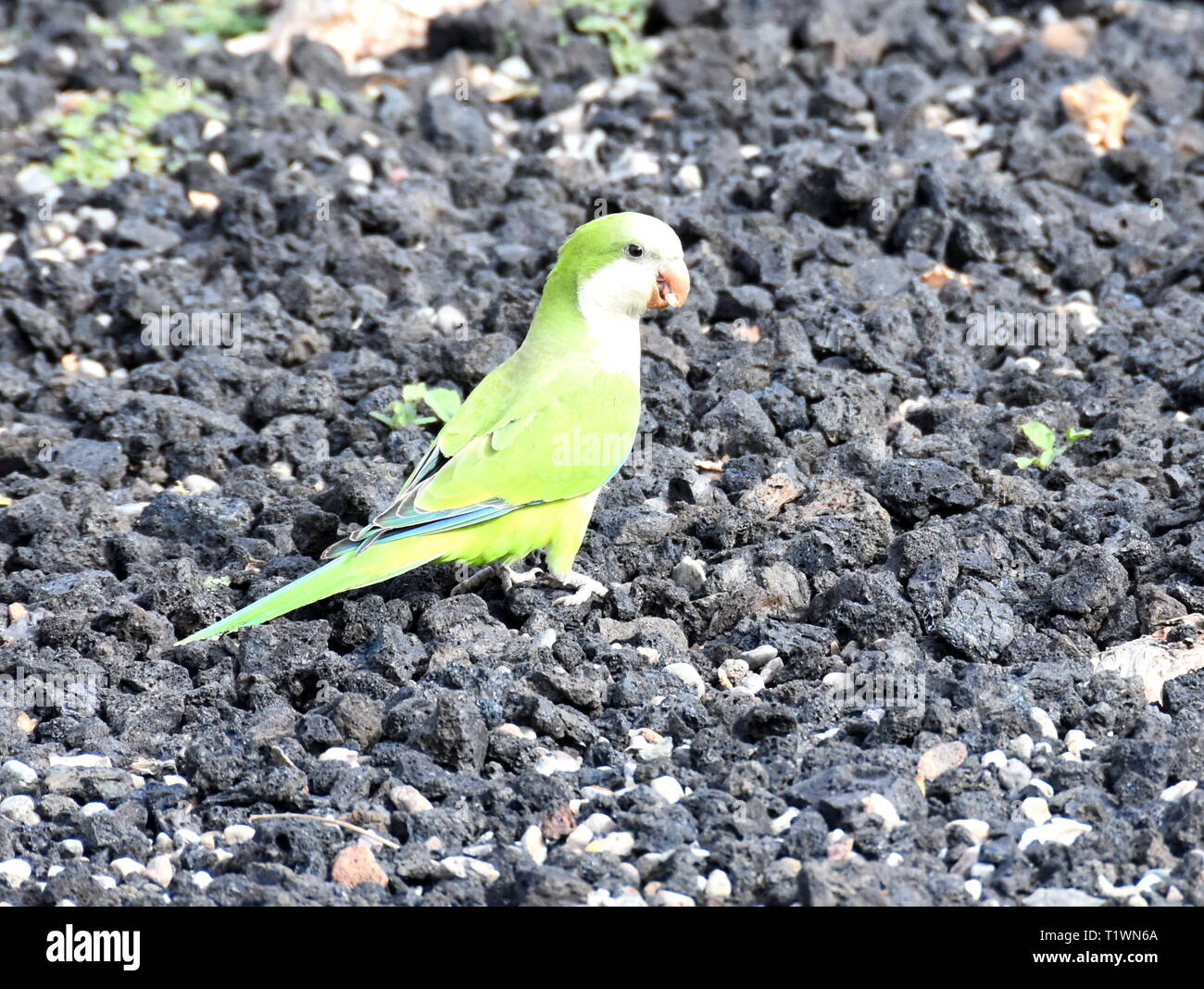 Wild parrocchetto monaco Myiopsitta monachus rovistando sul terreno Foto Stock