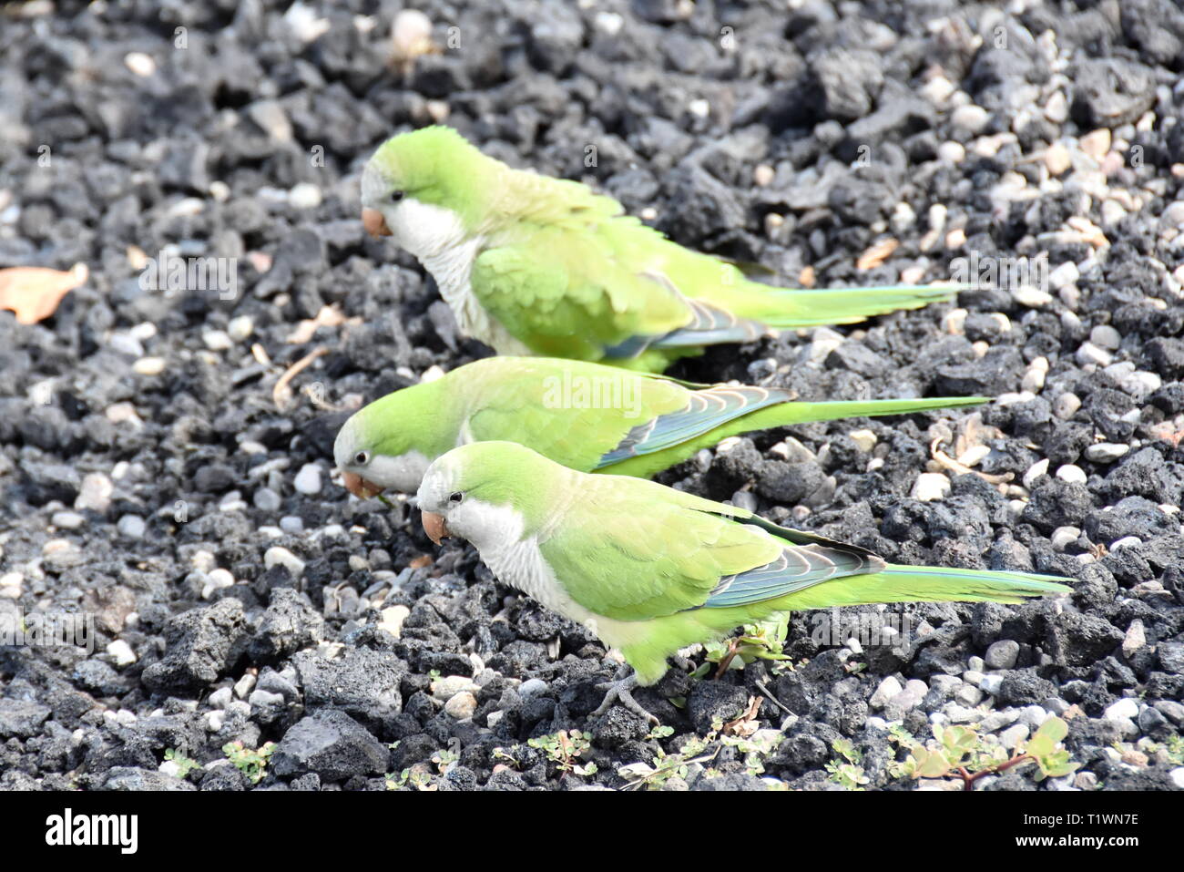 Wild parrocchetti monaco Myiopsitta monachus rovistando sul terreno Foto Stock