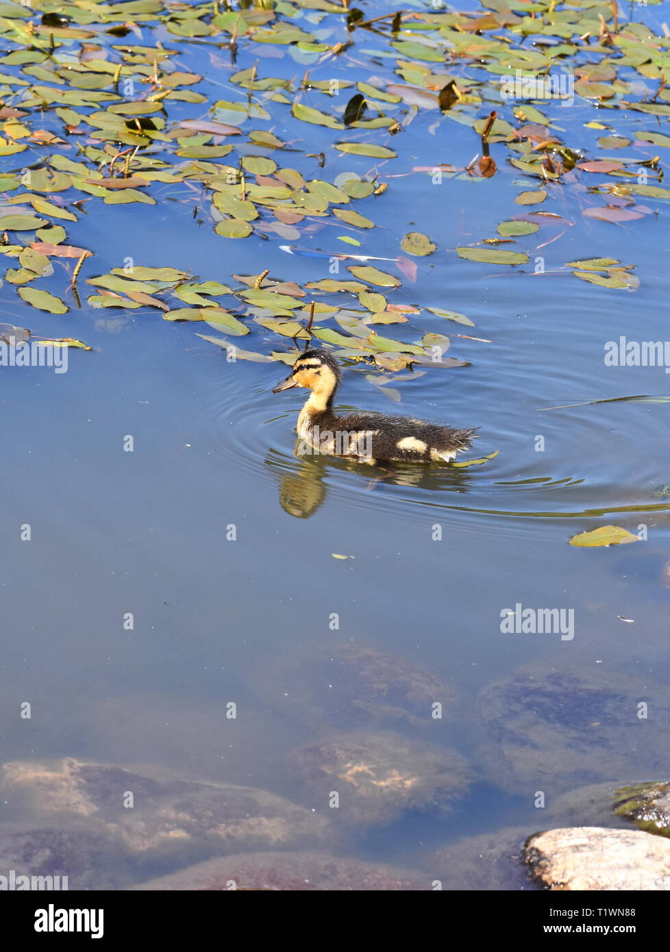 Mallard anatroccolo Anas platyrhynchos solo nuotare in un stagno Foto Stock