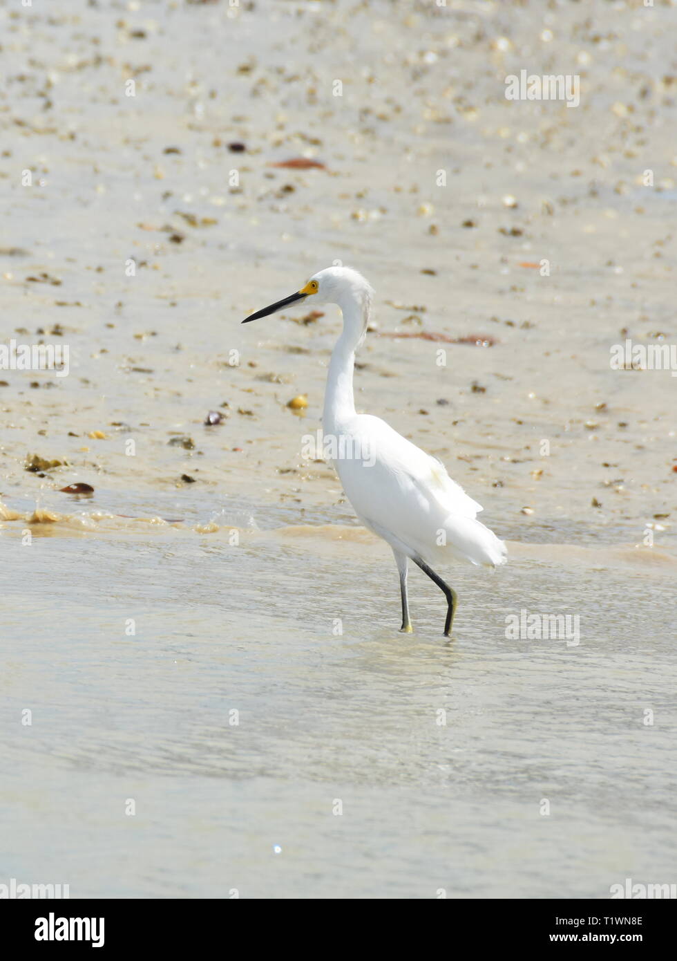 Grande airone bianco Ardea egretta alba in piedi su una riva caccia ai pesci Foto Stock