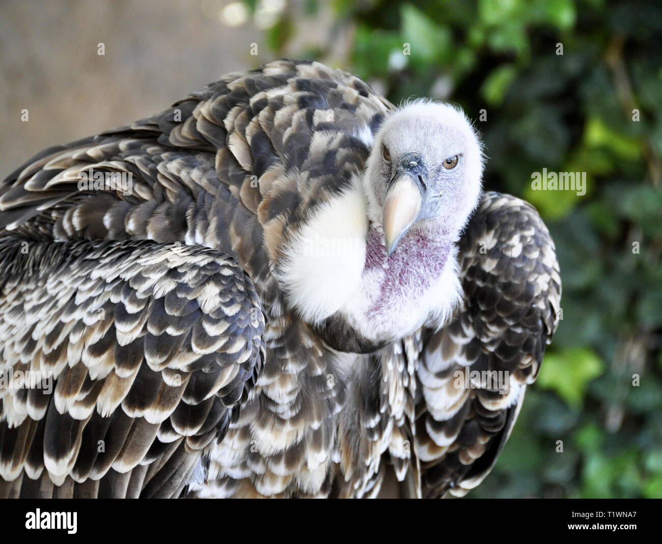 Testa di Rüppell di avvoltoio grifone Gyps rueppellii Foto Stock