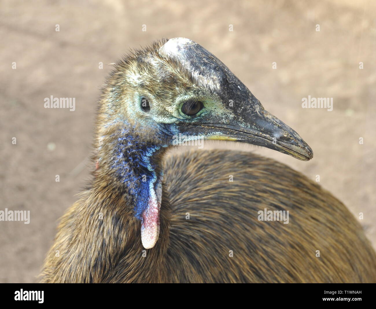 La testa di un uccello casuario Foto Stock
