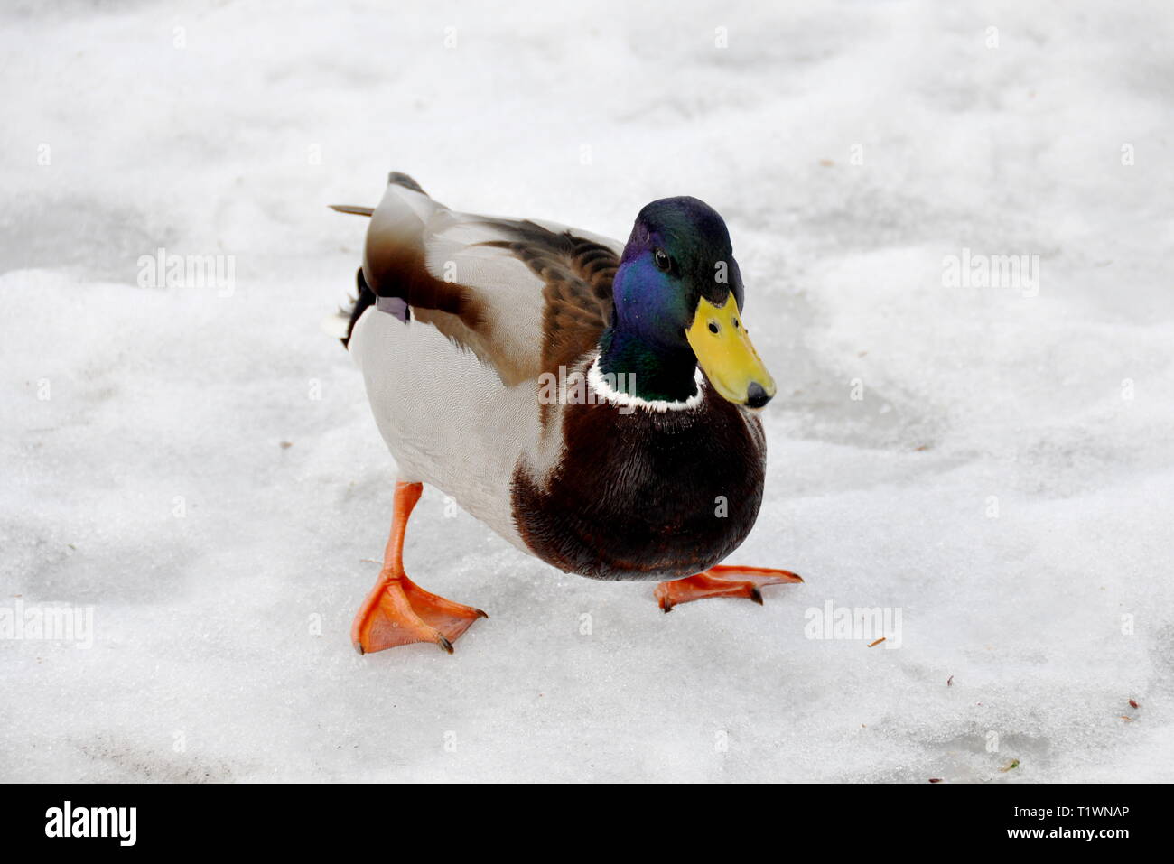 Il Germano Reale maschio Passeggiate sul ghiaccio Foto Stock