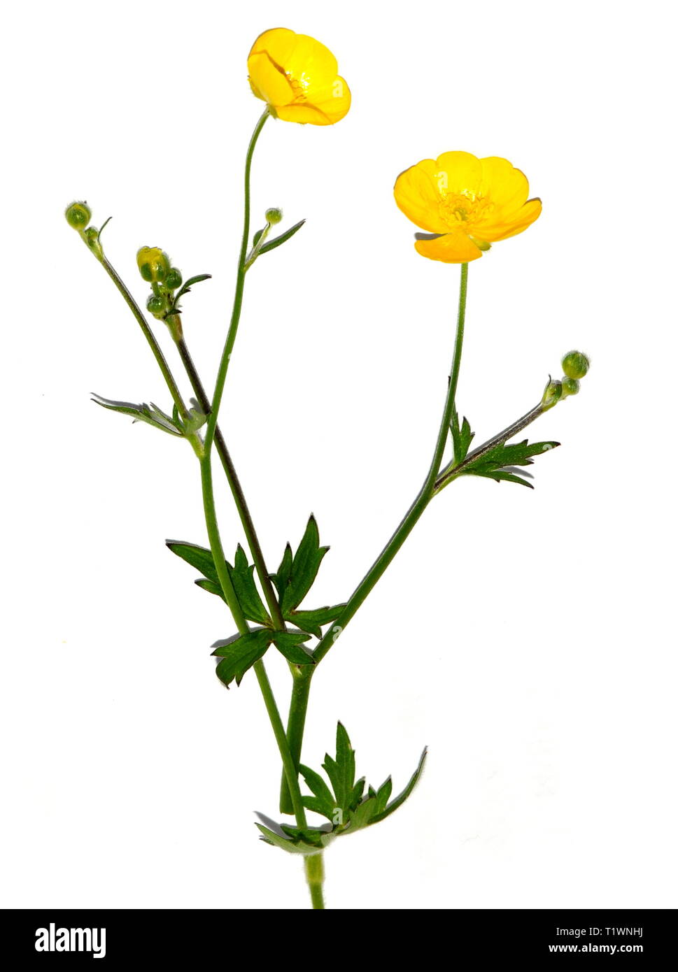 Ranuncolo Ranunculus acris su sfondo bianco Foto Stock