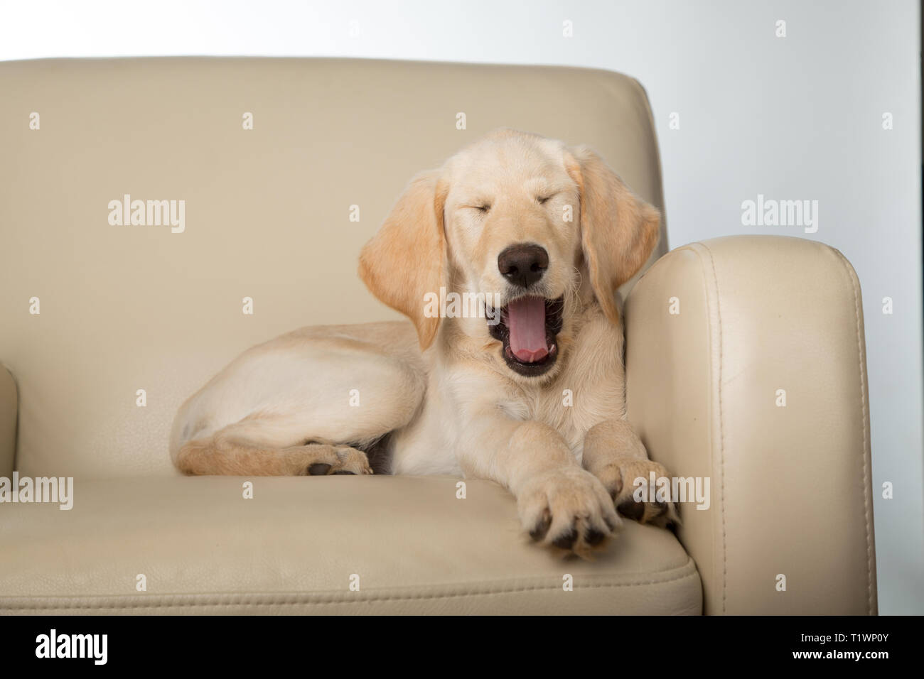 Giovane cucciolo labradoodle sbadigli in una sedia in studio Foto Stock