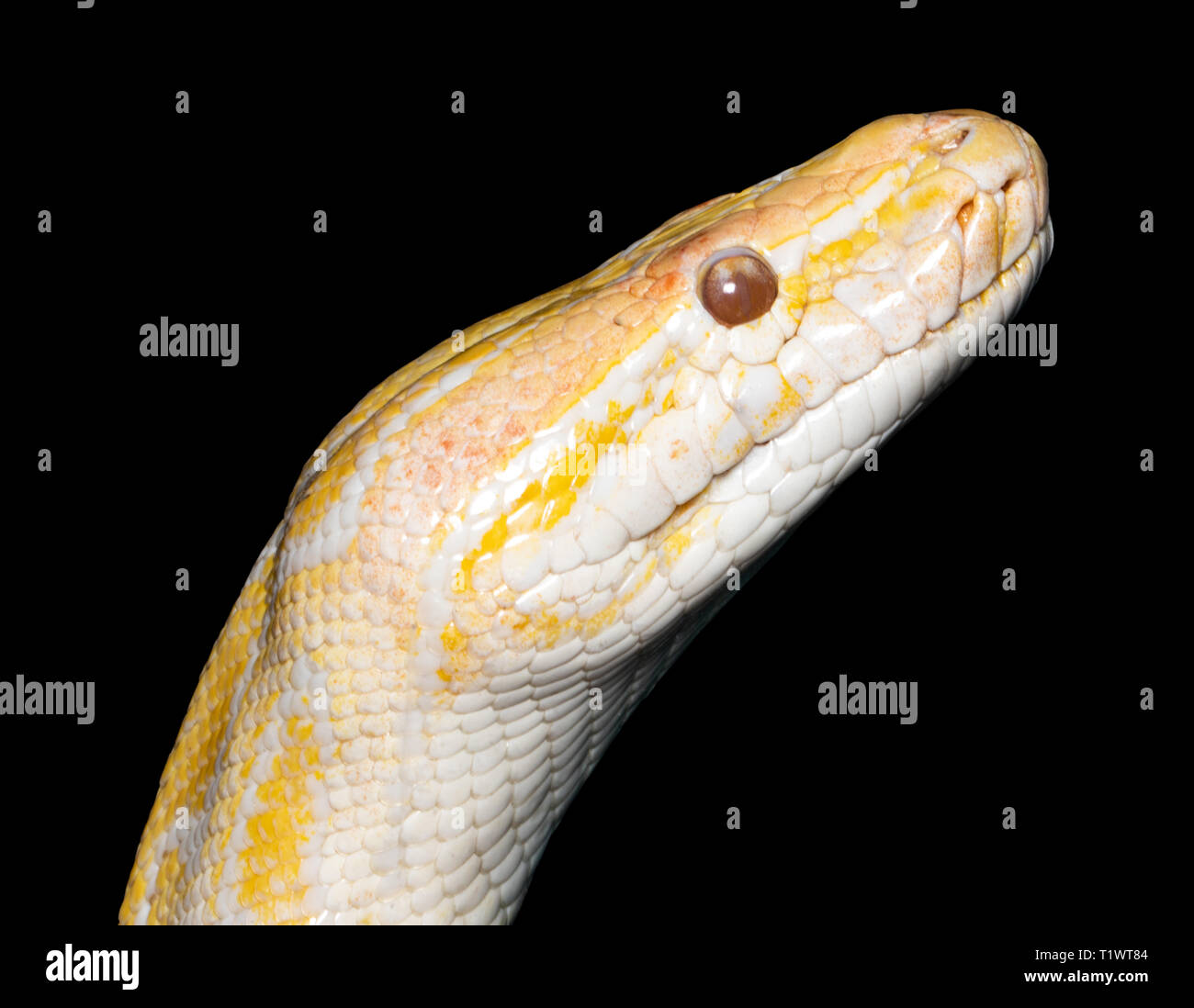 Albino tiger (Python Python molurus) isolato su nero. Foto Stock