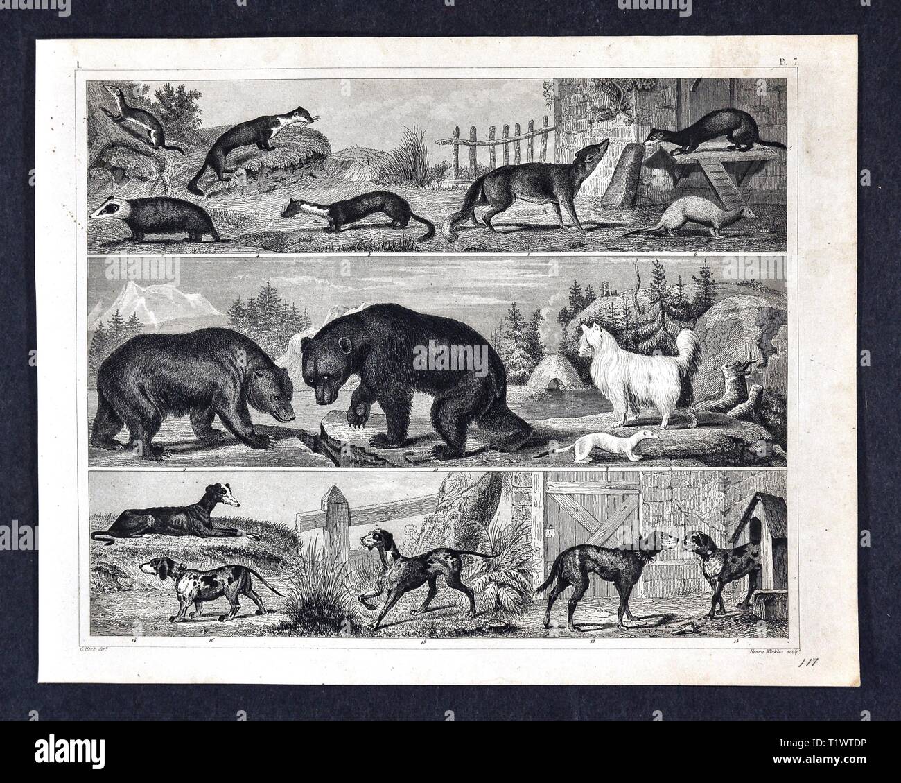 1849 Zoological stampa - la Fauna Selvatica Animali - Mammiferi Foto Stock