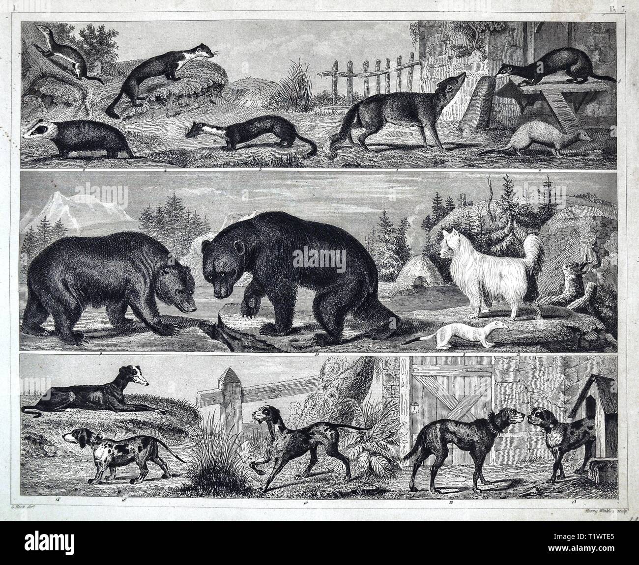 1849 Zoological stampa - la Fauna Selvatica Animali - Mammiferi Foto Stock