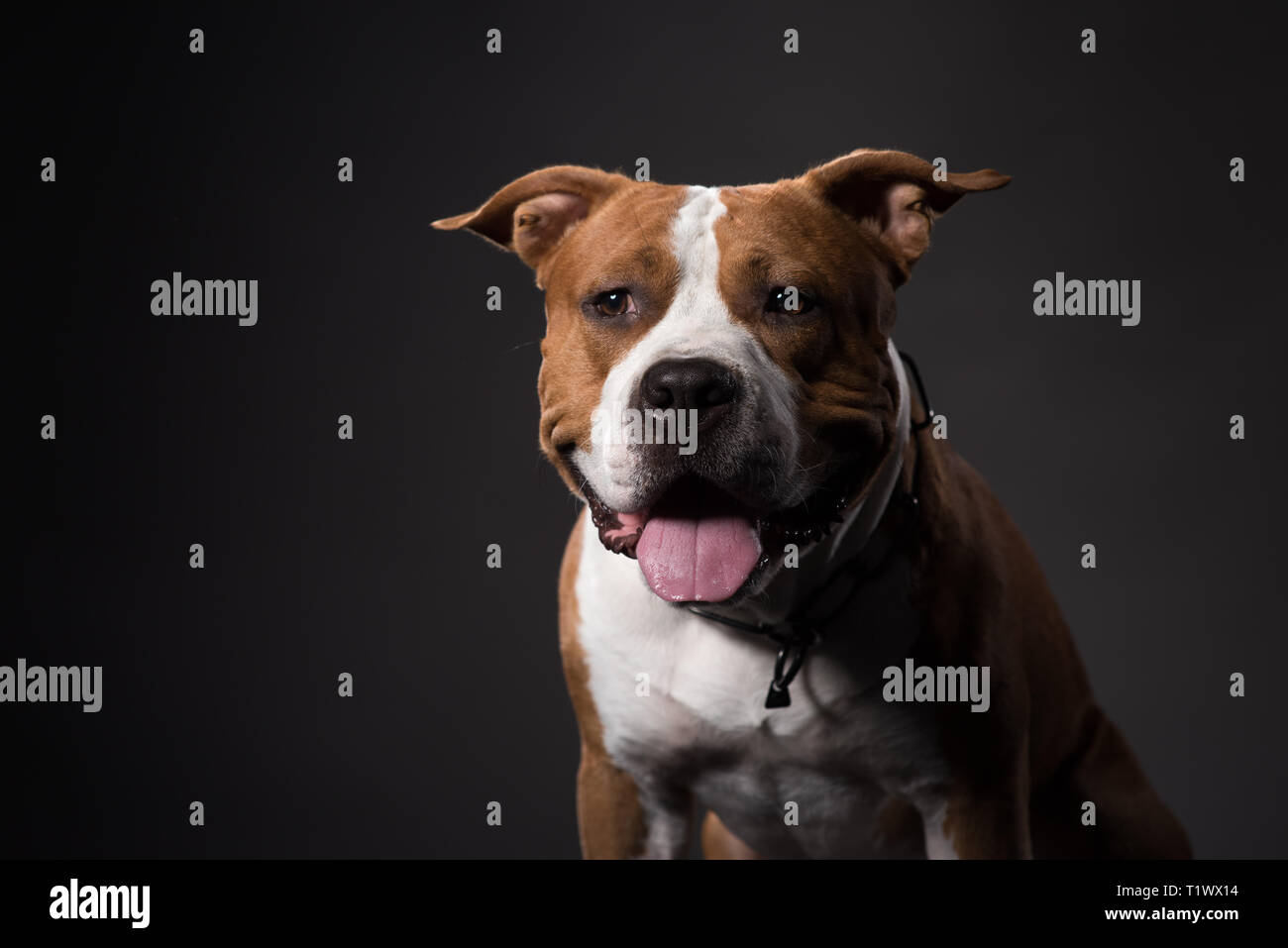 Young American Staffordshire terrier cane, ritratto. Studio Shot Foto Stock
