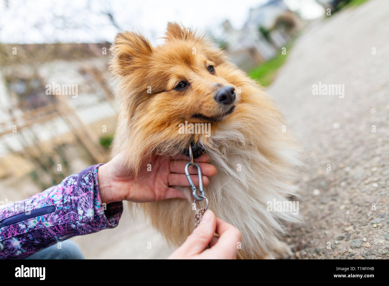 Una donna è leashing il suo dolce shetland sheepdog Foto Stock