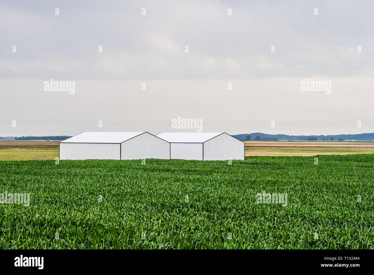 White fienili e campi di soia nelle zone rurali del Missouri Foto Stock
