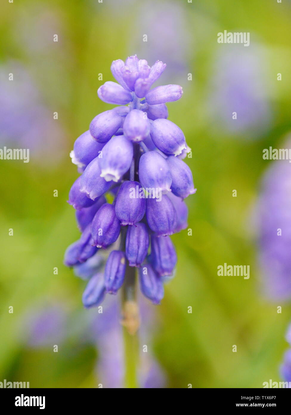 Primo piano di un blu giacinto di uva (Muscari) fiore Foto Stock