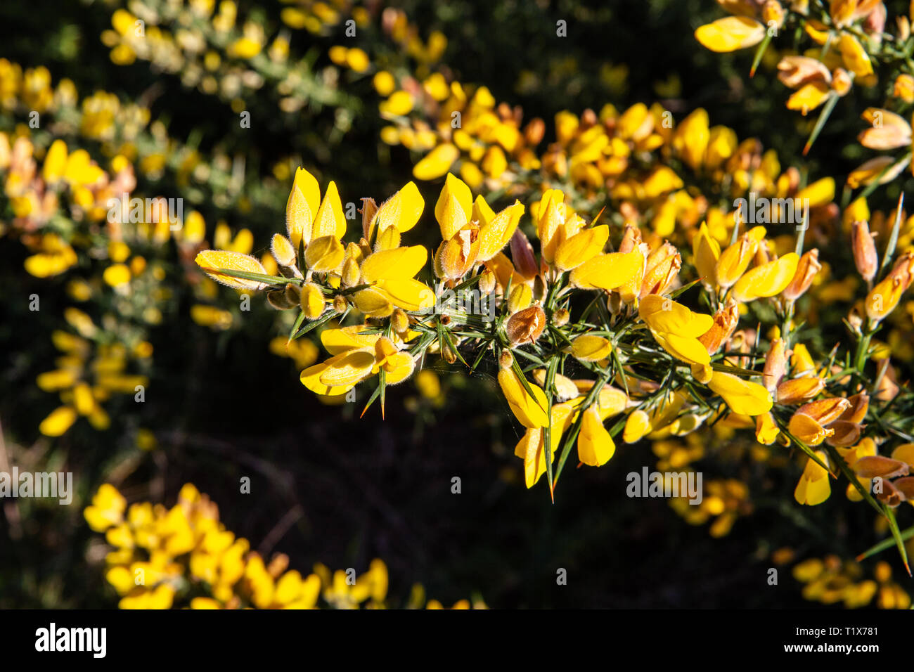 Gorse Giallo in fiore di brughiera. La Galizia, Spagna Foto Stock