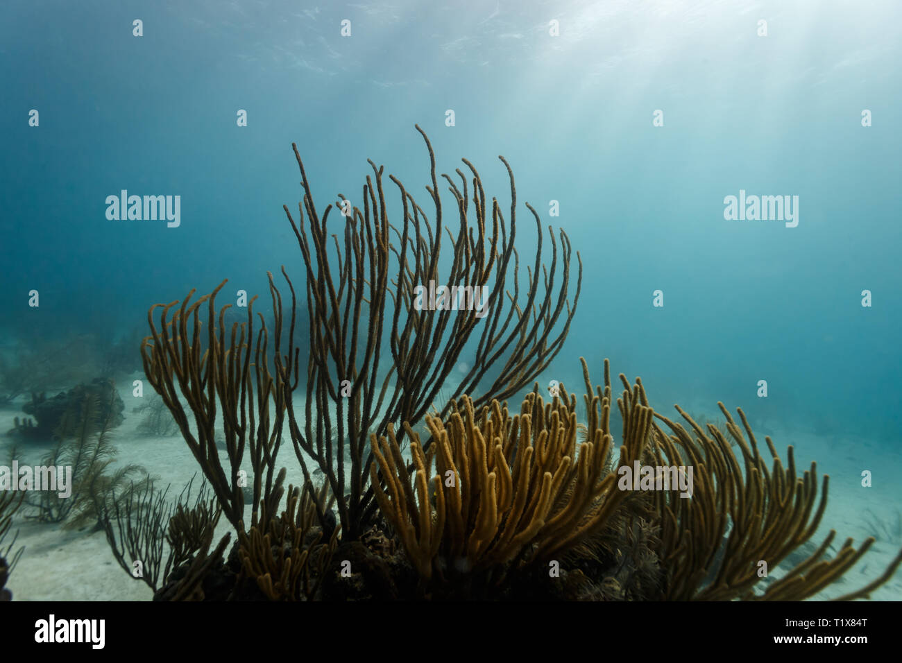 Primo piano di ramificazione mare frusta, soft coral, ellisellidae ellisella, colony curvati dalla corrente lenta Foto Stock