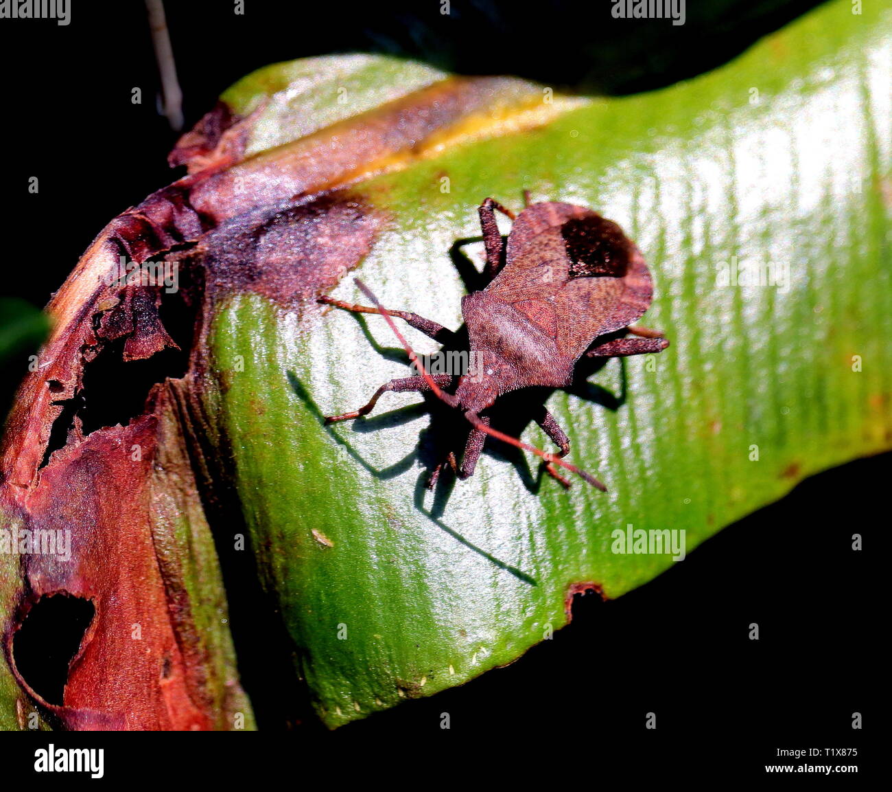 Dock Bug Foto Stock