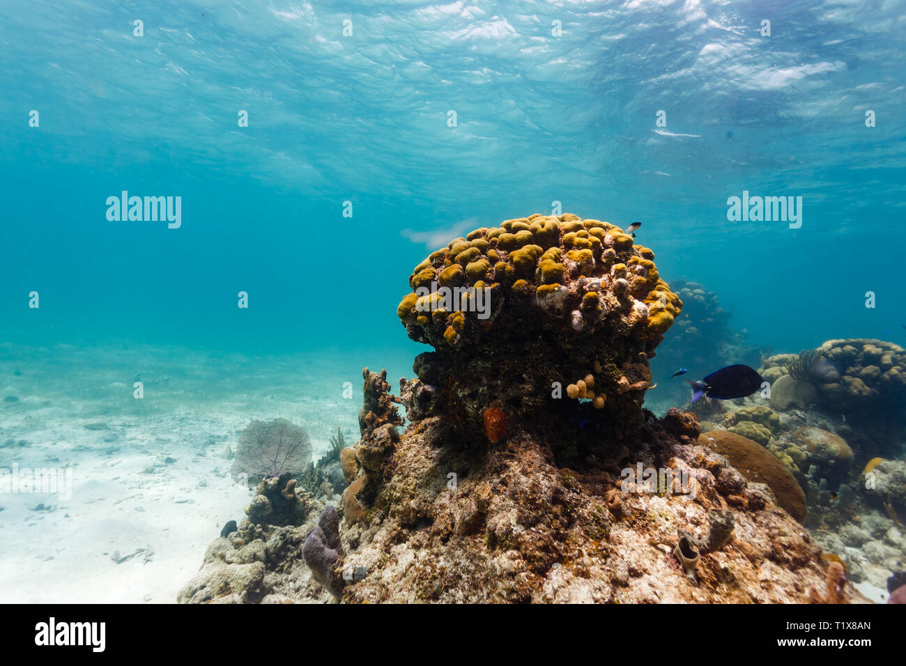 Colonia di corallo di cavolfiore, Pocillopora meandrina, sole che illumina il cielo e il mare fan sul suo lato Foto Stock