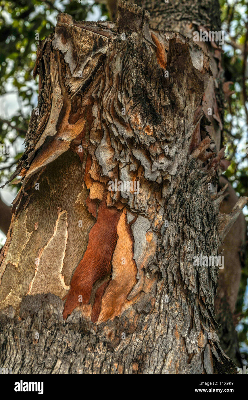 Vista ravvicinata di corteccia di albero che mostra più colori e texture. Eucalipto australiano. Foto Stock