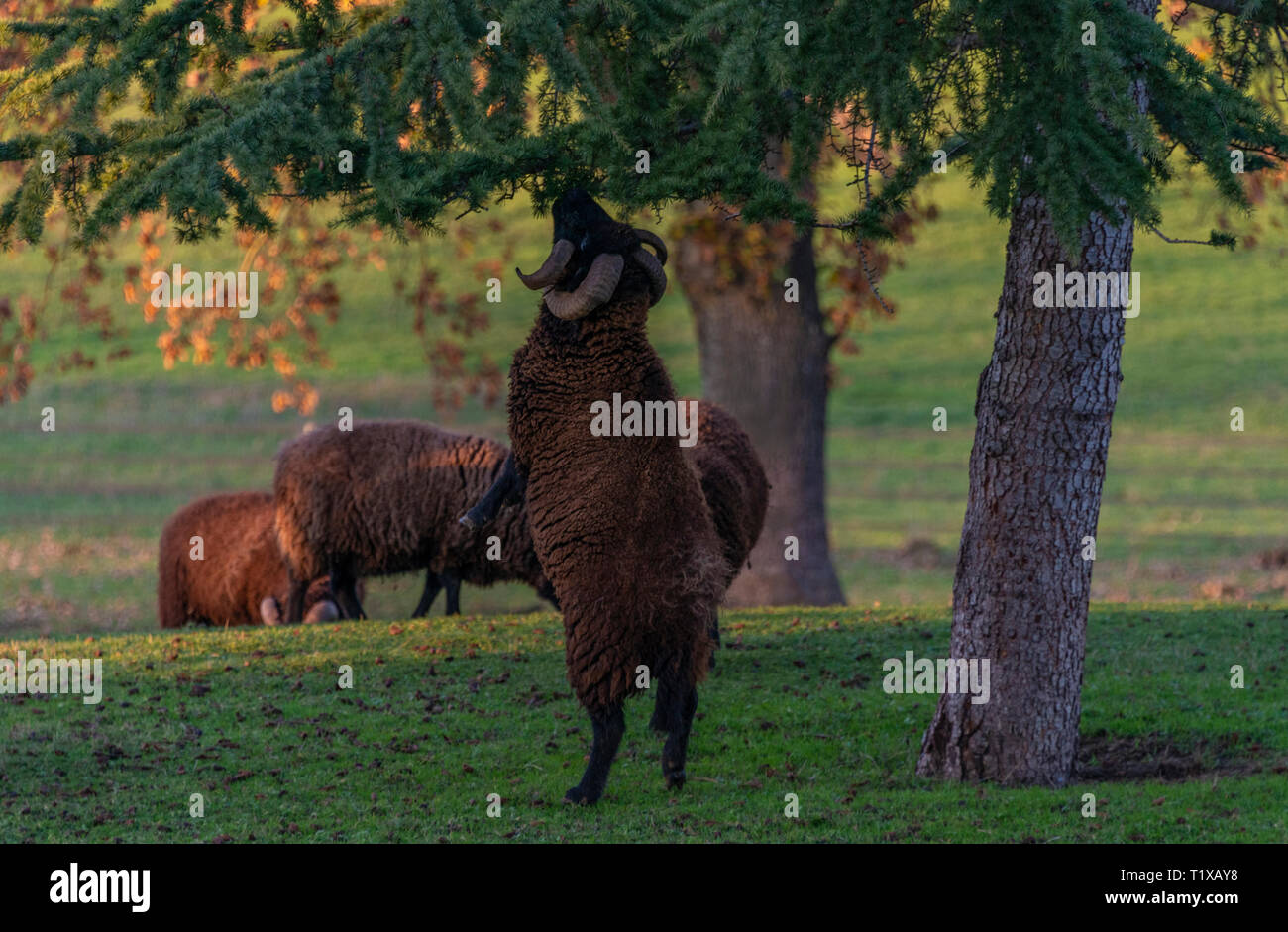 Nero, cornuto Ram delle Ebridi in piedi sulle zampe posteriori mangiare fuori del fogliame di un albero. Foto Stock