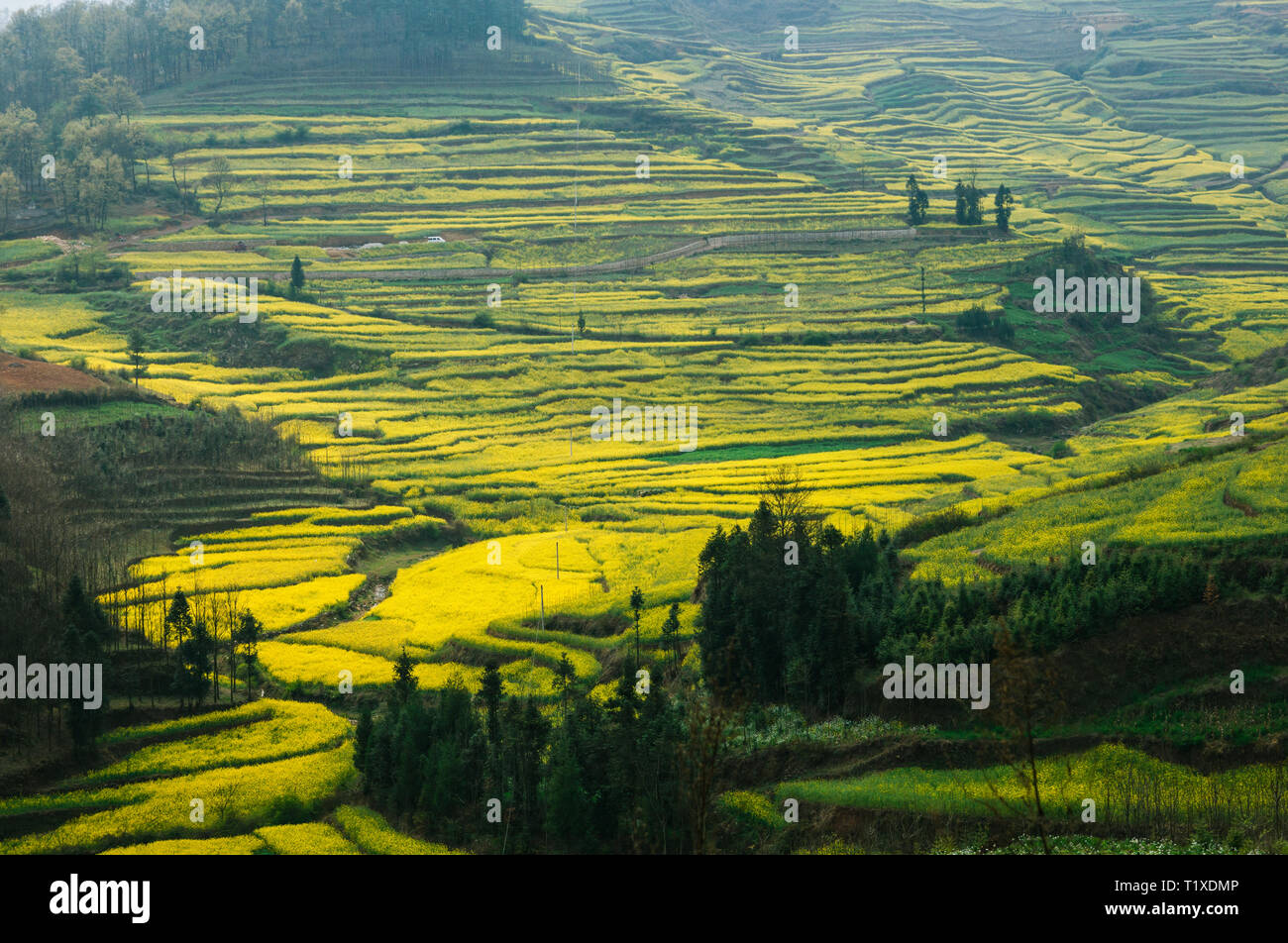 Bel colore giallo campo di colza nella valle dello Yunnan, Cina Foto Stock