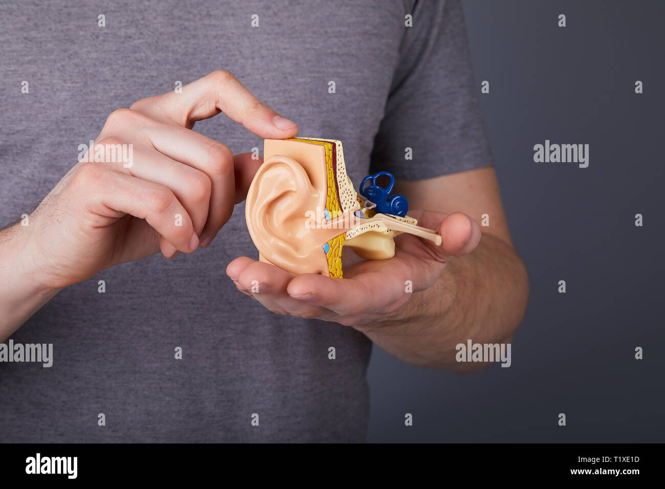 Uomo con il modello dell'orecchio interno umano nelle mani. Modello di orecchio. Un modello dell'orecchio per la scienza elementare classi. Foto Stock