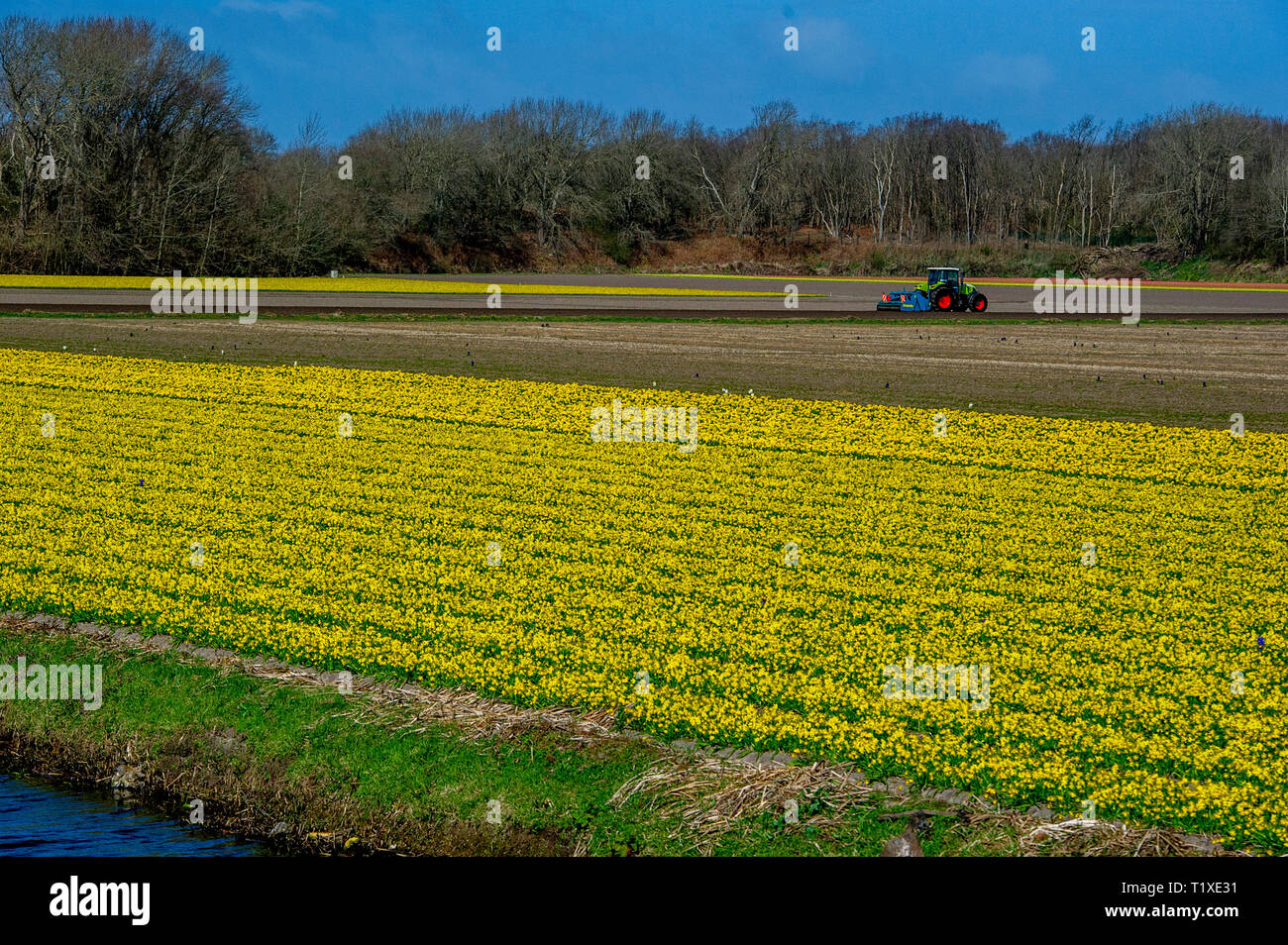 LISSE Flowerfiels in LIsse durante la primavera copyrught robin utrecht Foto Stock