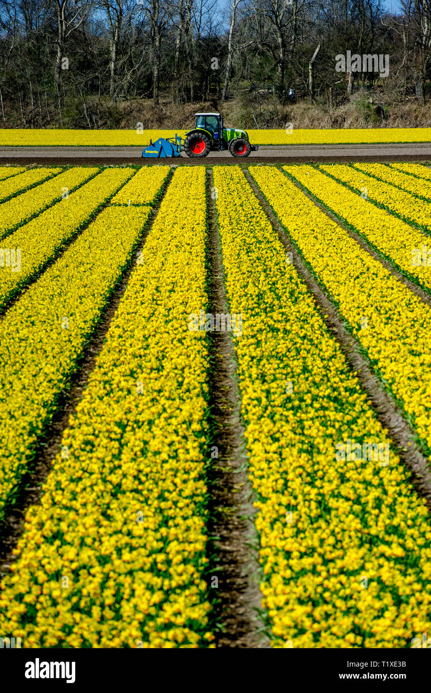 LISSE Flowerfiels in LIsse durante la primavera copyrught robin utrecht Foto Stock