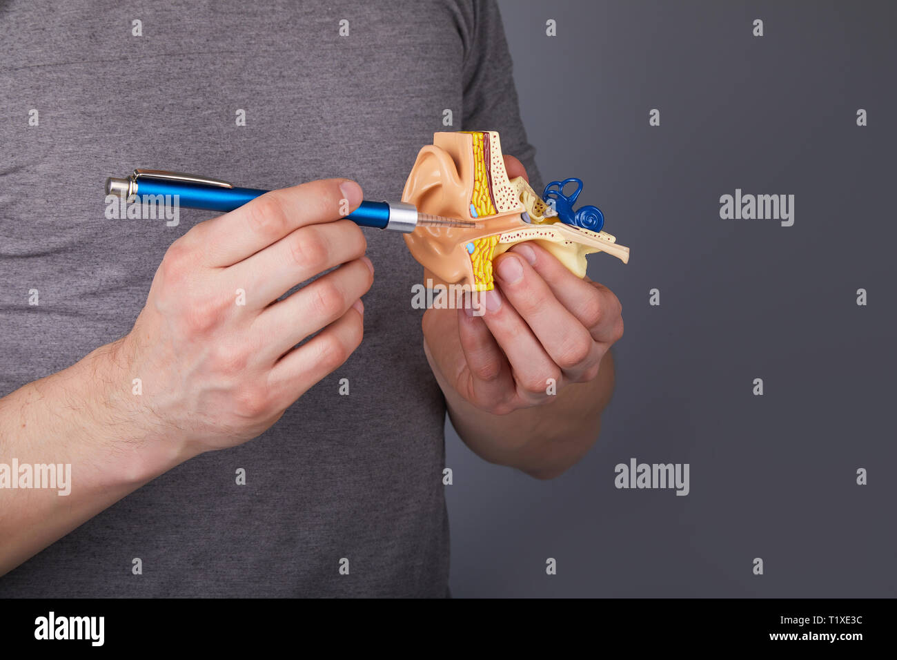 Uomo di contenimento e dispositivo di puntamento con otoscopio medica sul modello dell'orecchio interno umano. Modello di orecchio. Un modello dell'orecchio per la scienza elementare classi. Foto Stock