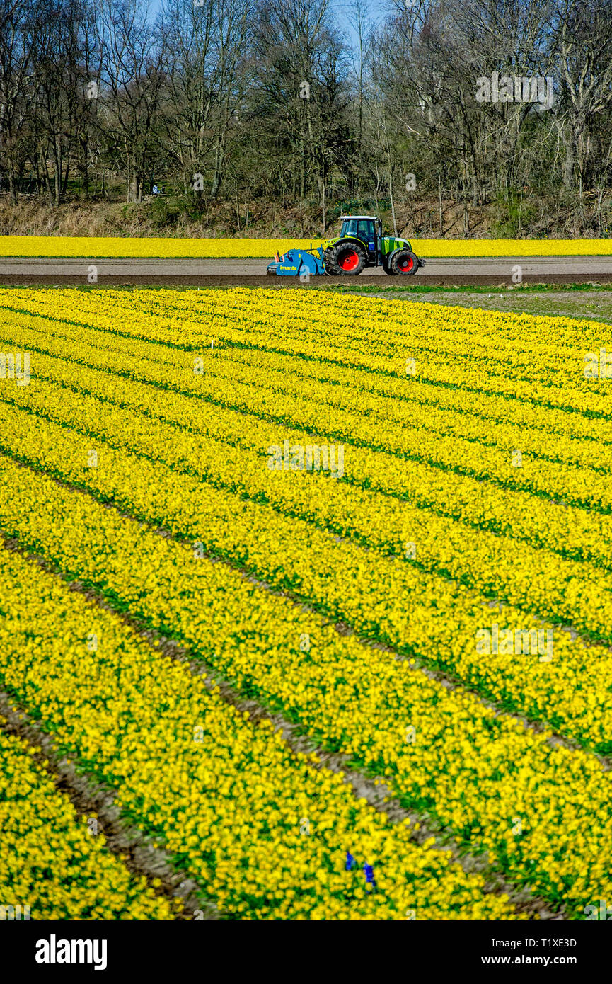 LISSE Flowerfiels in LIsse durante la primavera copyrught robin utrecht Foto Stock