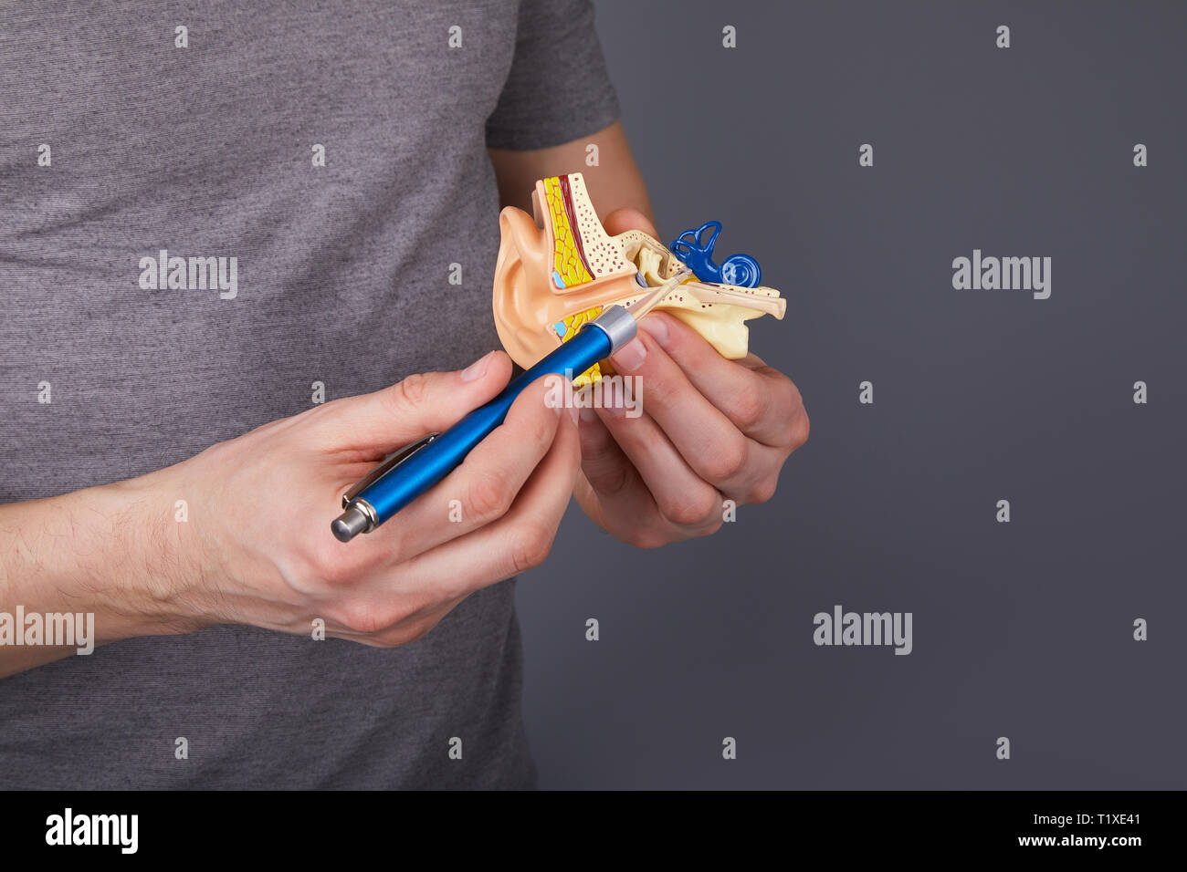 Uomo di contenimento e dispositivo di puntamento con otoscopio medica sul modello dell'orecchio interno umano. Modello di orecchio. Un modello dell'orecchio per la scienza elementare classi. Foto Stock