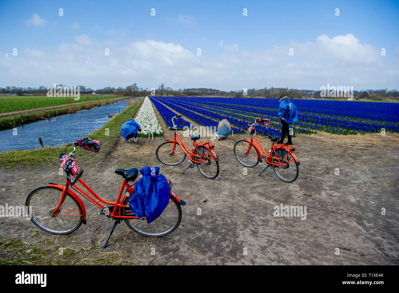 LISSE Flowerfiels in LIsse durante la primavera copyrught robin utrecht Foto Stock