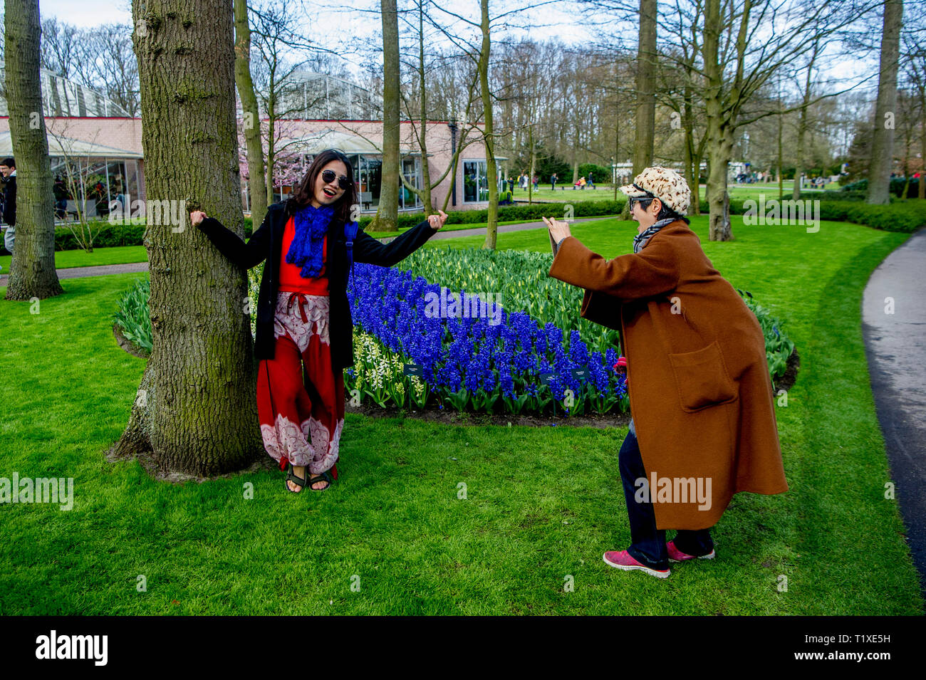 LISSE Flowerfiels in LIsse durante la primavera copyrught robin utrecht Foto Stock