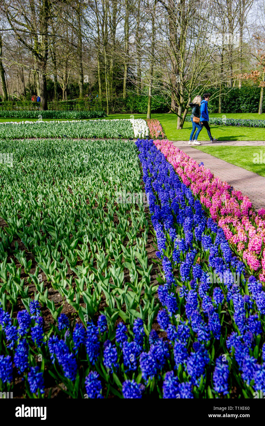 LISSE Flowerfiels in LIsse durante la primavera copyrught robin utrecht Foto Stock