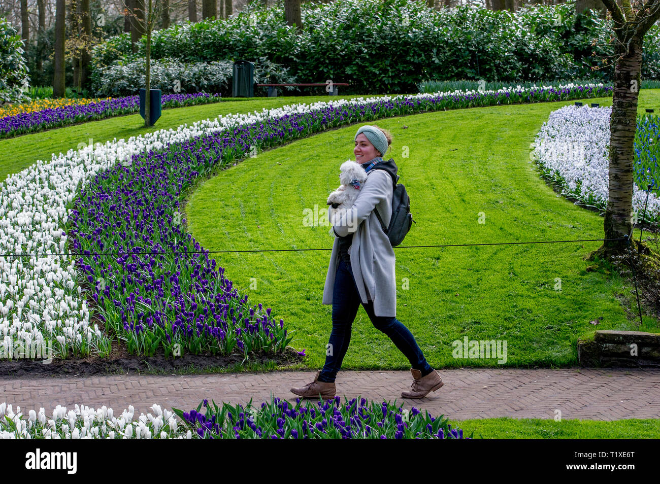 LISSE Flowerfiels in LIsse durante la primavera copyrught robin utrecht Foto Stock