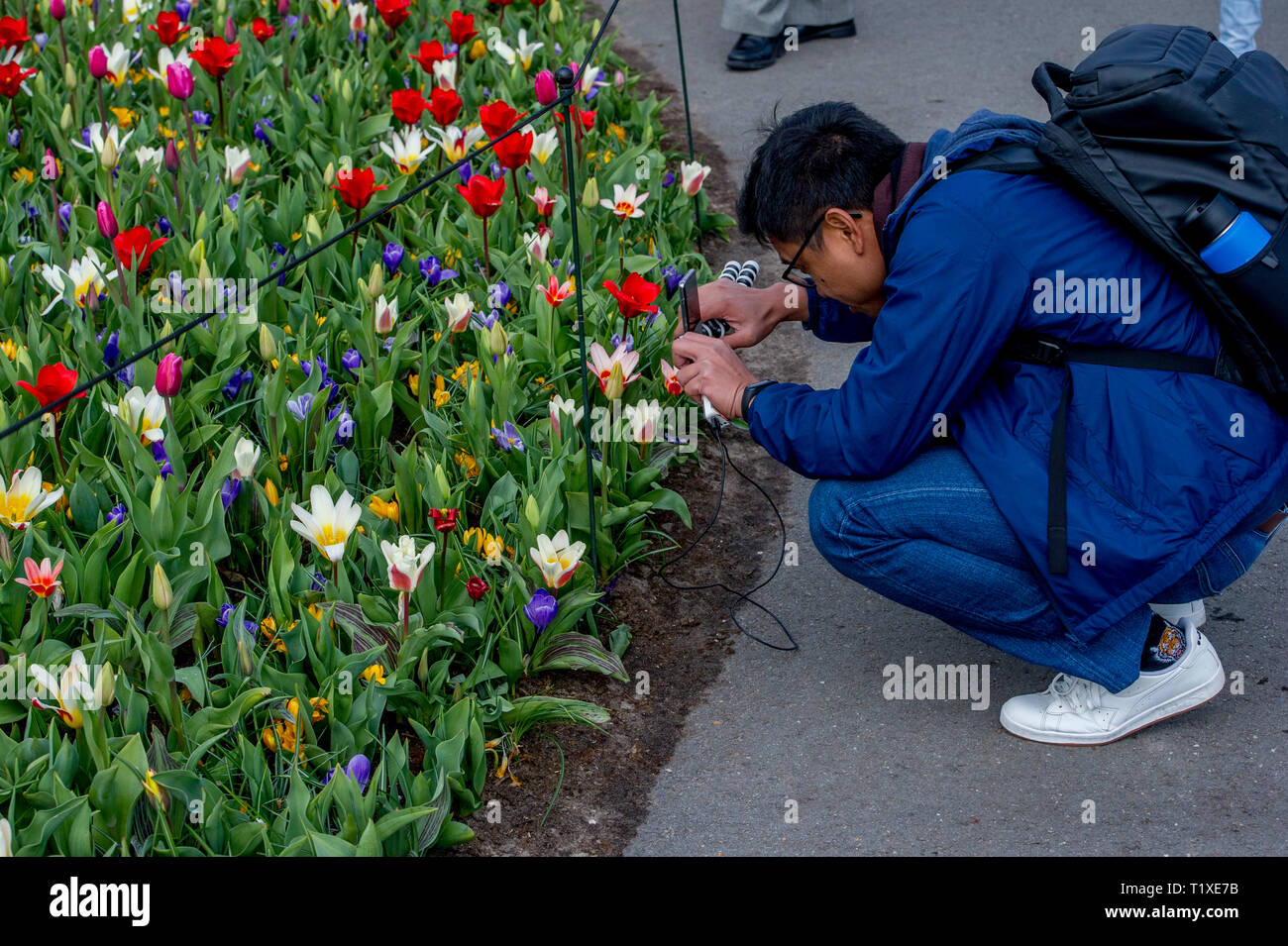 LISSE Flowerfiels in LIsse durante la primavera copyrught robin utrecht Foto Stock