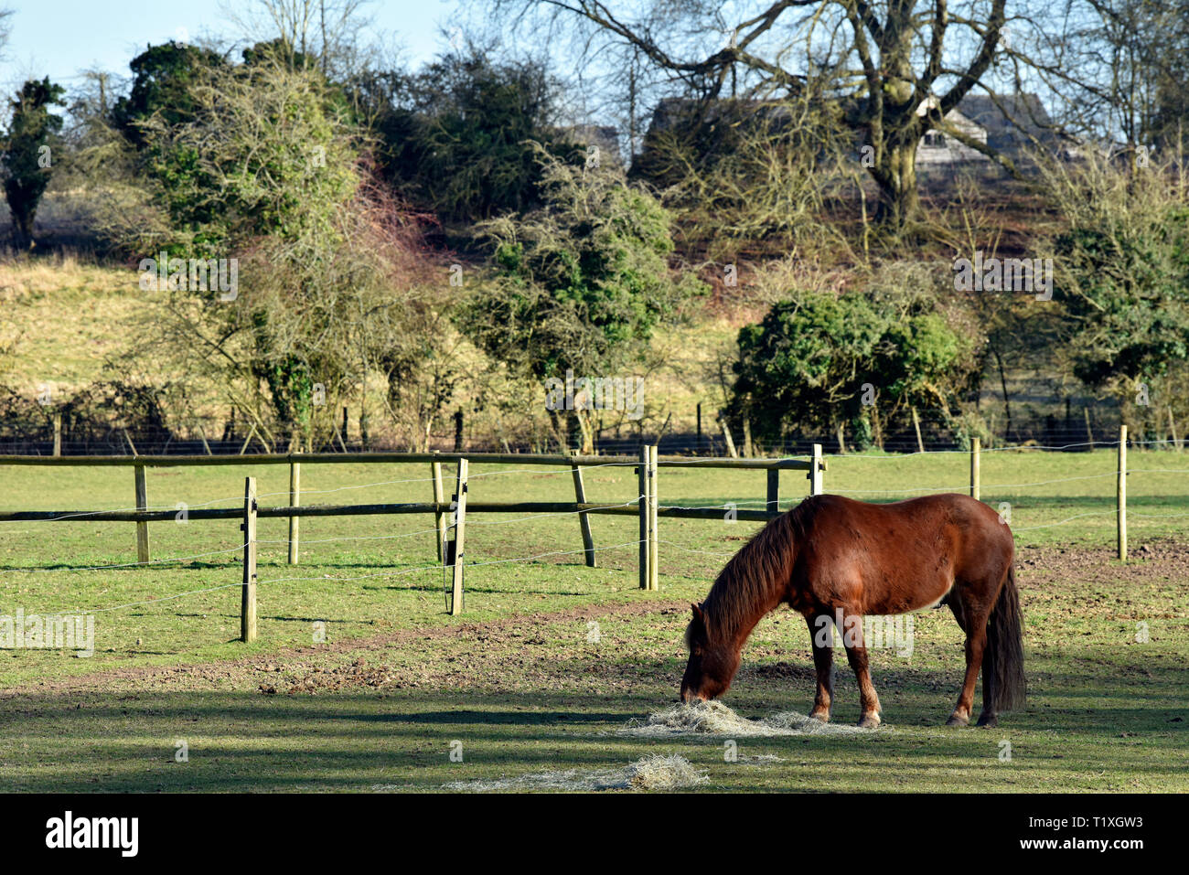 Cavallo al pascolo in un campo, Chawton, vicino a Alton, HAMPSHIRE, Regno Unito. Foto Stock
