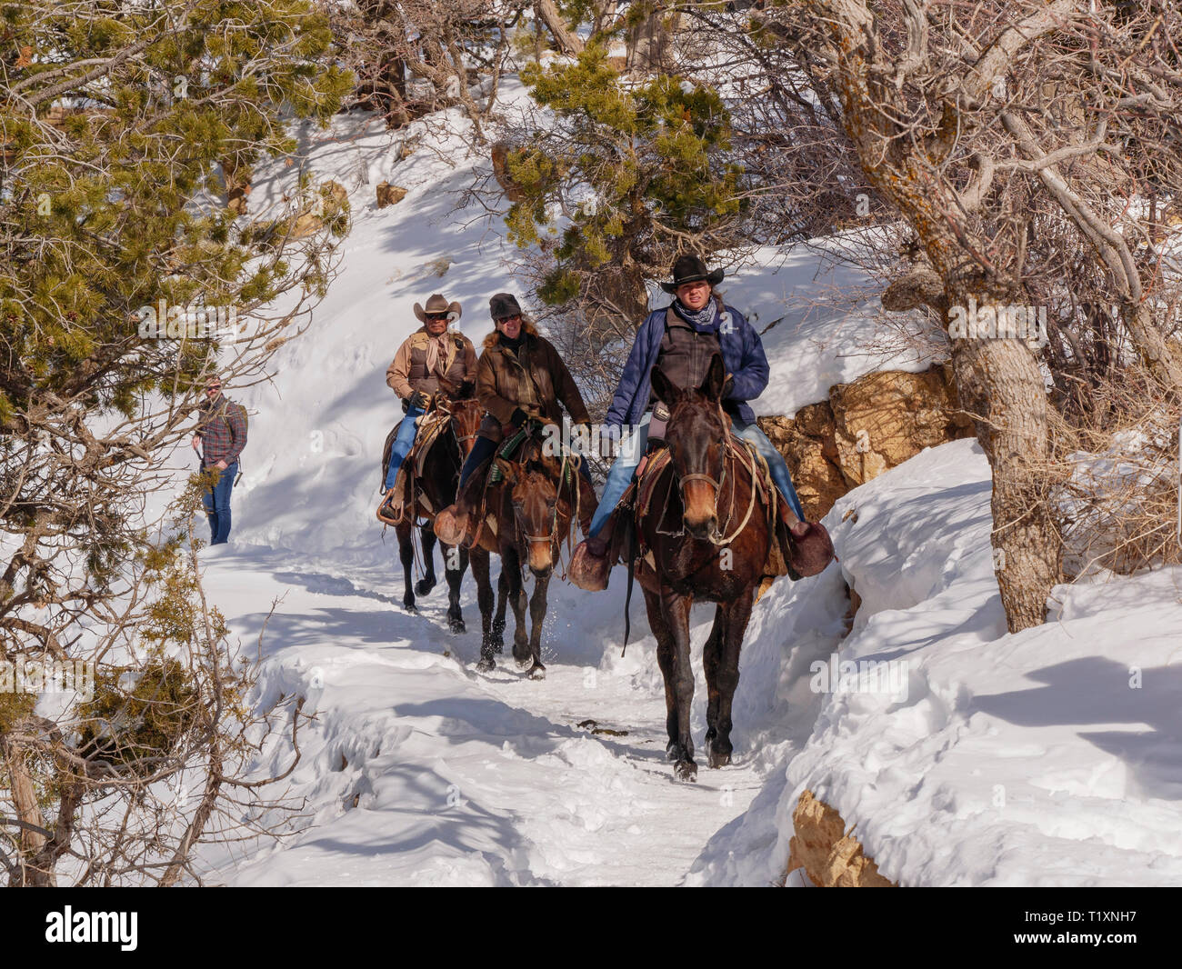Mulo wranglers, il Parco Nazionale del Grand Canyon, Arizona. Foto Stock