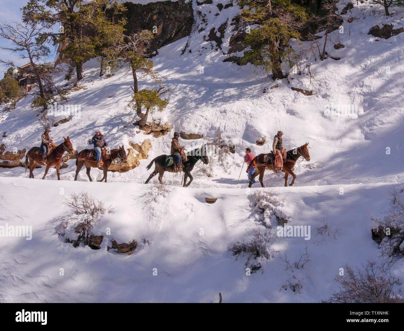 Mulo wranglers, Bright Angel Trail, il Parco Nazionale del Grand Canyon, Arizona. Foto Stock